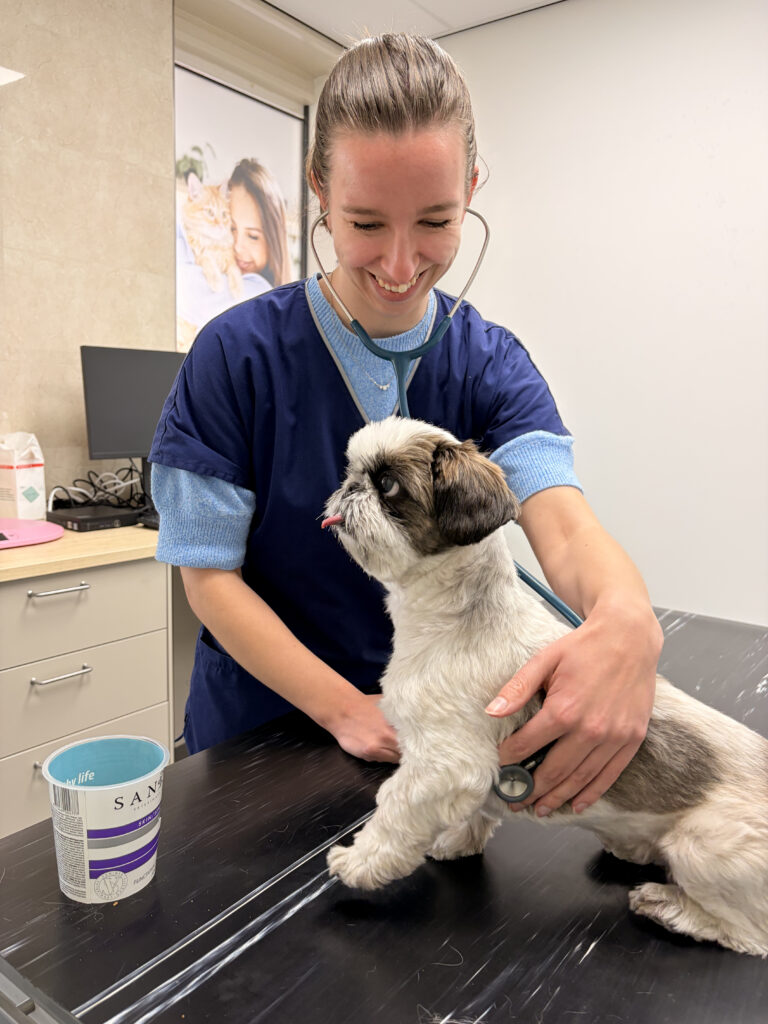 Consult Goede Zorg Dierenarts Hond