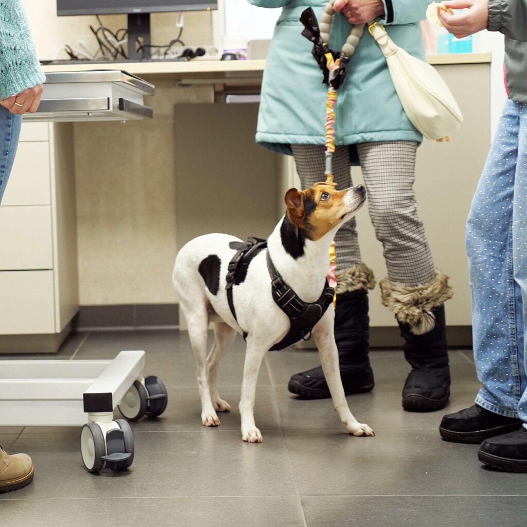 Consult hond dierenkliniek